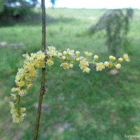Pachygone ovata (Poir.) Miers ex Hook.f. & Thomson